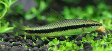 Siamese Algae Eater - Planted Aquaria