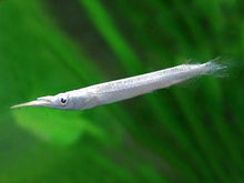 Silver Wrestling Halfbeak - Planted Aquaria