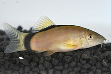 Skunk Loach - Planted Aquaria