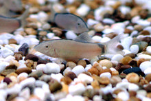 Skunk Loach - Planted Aquaria