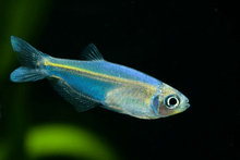 Sky Blue Tetra - Planted Aquaria