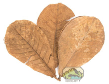 Small Indian Almond Leaves 10 - Pack - Planted Aquaria