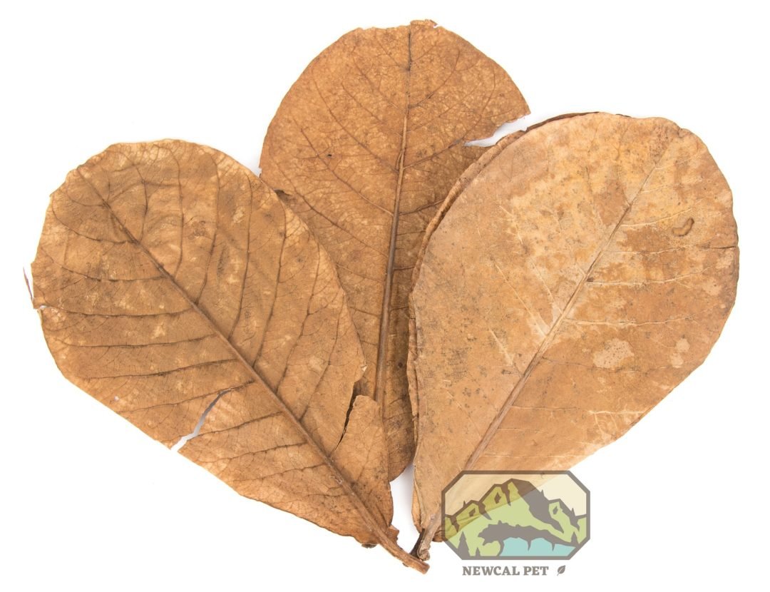 Small Indian Almond Leaves 10 - Pack - Planted Aquaria