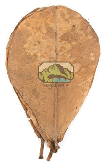 Small Indian Almond Leaves 10 - Pack - Planted Aquaria