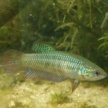 Smaragdina Buriram Betta Female - Planted Aquaria