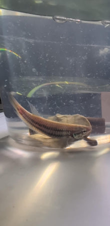 Smaragdina Buriram Betta Female - Planted Aquaria