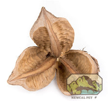 Sororcoa Pod - Planted Aquaria