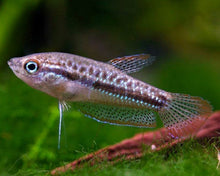 Sparkling Gourami - Planted Aquaria