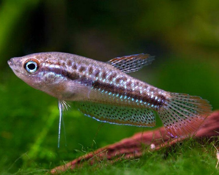 Sparkling Gourami - Planted Aquaria