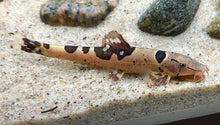 Spotted - Back Loach - Planted Aquaria