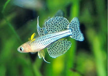 Spotted Blue Eye Rainbowfish - Planted Aquaria