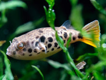 Spotted Congo Puffer - Planted Aquaria