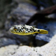 Spotted Congo Puffer - Planted Aquaria
