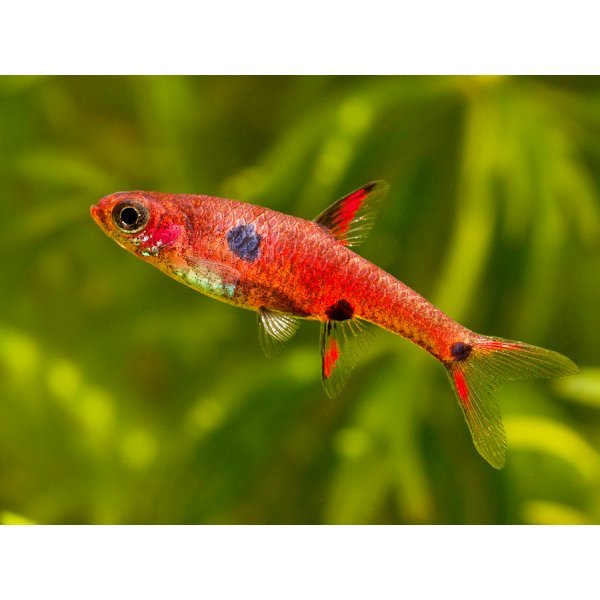 Spotted Dwarf Rasbora - Planted Aquaria