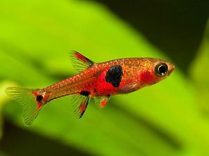 Spotted Dwarf Rasbora - Planted Aquaria