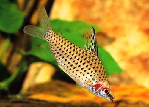 Spotted Headstander - Planted Aquaria