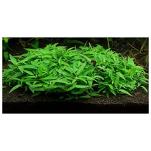 Staurogyne porto velho Manaus - ADA TC - Planted Aquaria