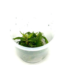 Staurogyne porto velho Manaus - ADA TC - Planted Aquaria