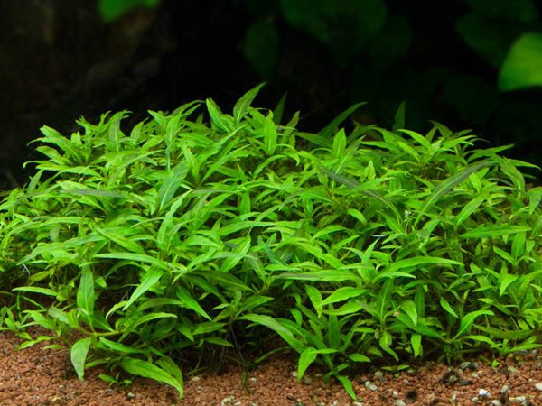 Staurogyne porto velho - Potted - Planted Aquaria