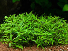 Staurogyne porto velho - Potted - Planted Aquaria