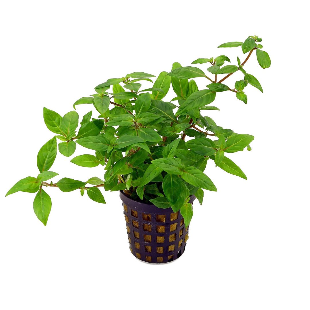 Staurogyne porto velho - Potted - Planted Aquaria