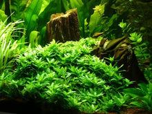 Staurogyne repens - ADA TC - Planted Aquaria