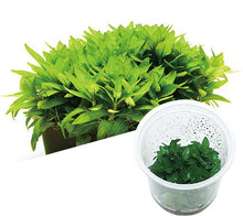 Staurogyne repens - ADA TC - Planted Aquaria