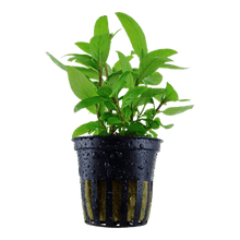 Staurogyne repens - Potted - Planted Aquaria