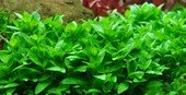 Staurogyne repens - Tropica TC - Planted Aquaria