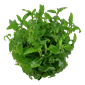 Staurogyne repens - Tropica TC - Planted Aquaria