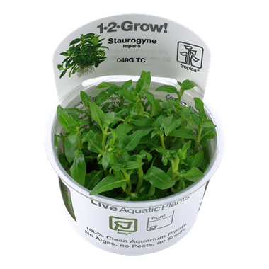 Staurogyne repens - Tropica TC - Planted Aquaria