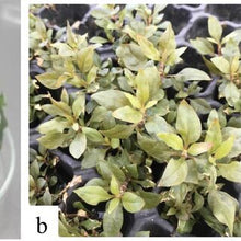 Staurogyne repens 'Variegated' - ADA TC - Planted Aquaria