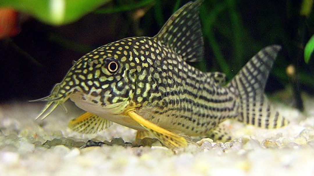 Sterbai Corydora - Planted Aquaria