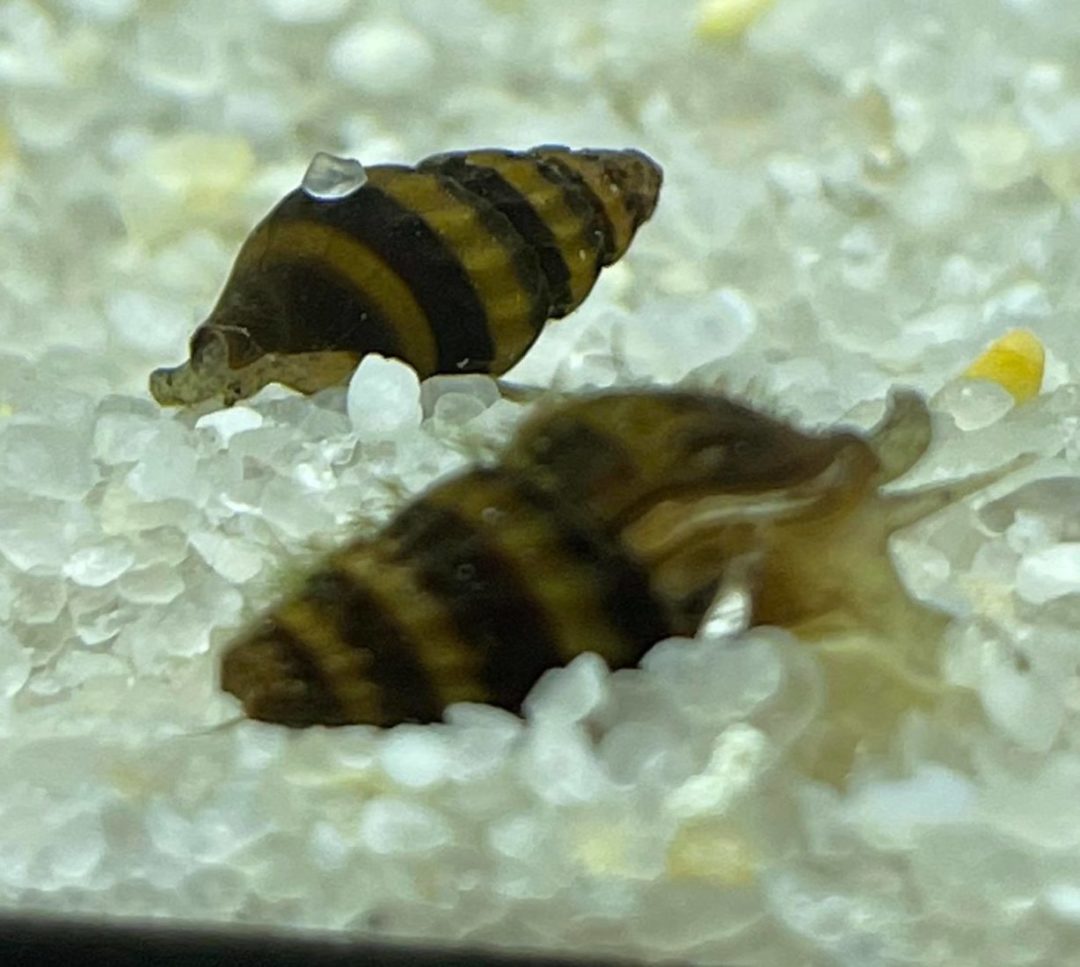 Striped Assassin Snail - Planted Aquaria