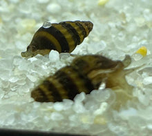 Striped Assassin Snail - Planted Aquaria