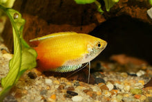 Sunset Honey Gourami - Planted Aquaria