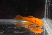 Super Red Bristlenose Pleco - Planted Aquaria