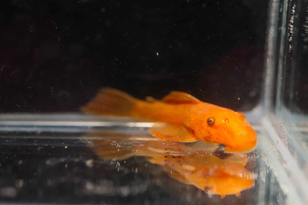 Super Red Bristlenose Pleco - Planted Aquaria