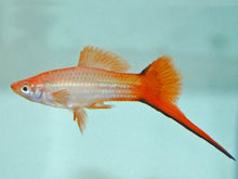 Swordtails - Assorted - Planted Aquaria