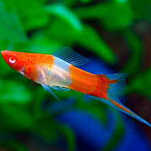Swordtails - Kohaku (Red - Eye Koi) - Planted Aquaria