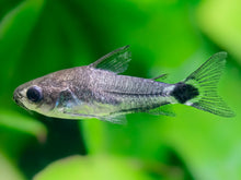 Tail - Spot Pygmy Corydoras - Planted Aquaria