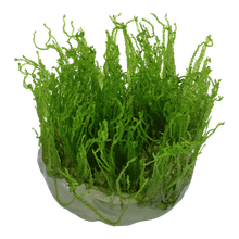 Taxiphyllum alternans 'Taiwan' - Tropica TC - Planted Aquaria