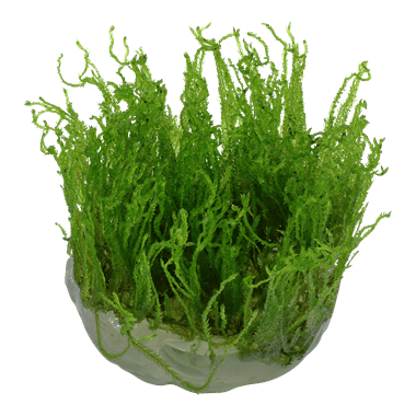 Taxiphyllum alternans 'Taiwan' - Tropica TC - Planted Aquaria