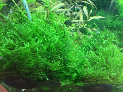 Taxiphyllum alternans 'Taiwan' - Tropica TC - Planted Aquaria
