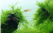 Taxiphyllum barbieri - Portion - Planted Aquaria