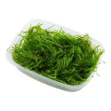 Taxiphyllum barbieri - Portion - Planted Aquaria
