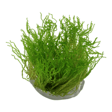 Taxiphyllum 'Flame' - Tropica TC - Planted Aquaria