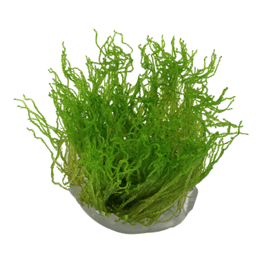 Taxiphyllum 'Flame' - Tropica TC - Planted Aquaria