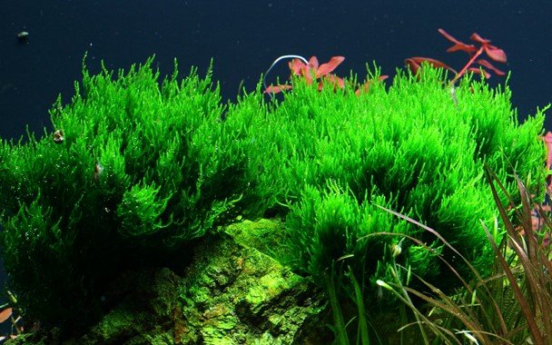 Taxiphyllum 'Flame' - Tropica TC - Planted Aquaria