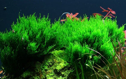 Taxiphyllum 'Flame' - Tropica TC - Planted Aquaria